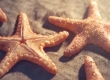 Making of Starfish