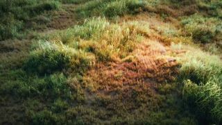 Create a grass field in Blender