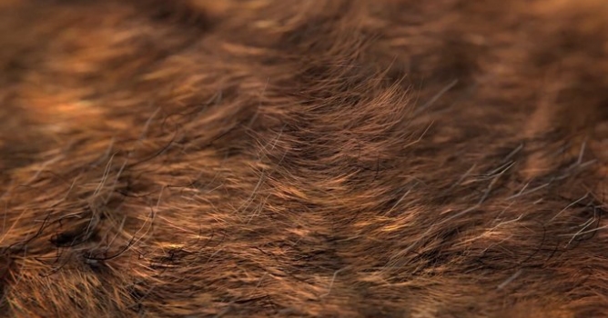 The Secrets of Realistic Fur in Blender