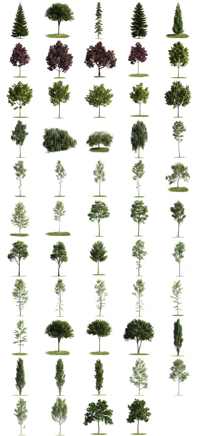 catalog of trees