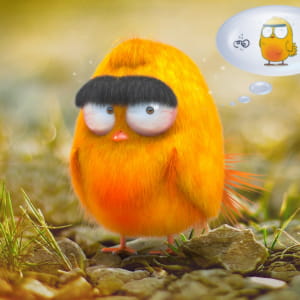 Grouchy Bird !