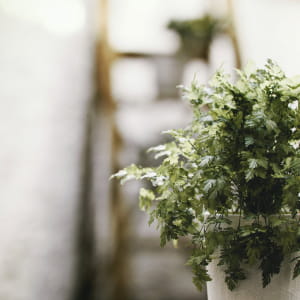 Quick project - Plant..