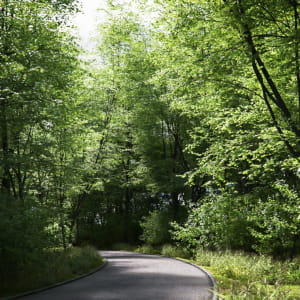 Forest way