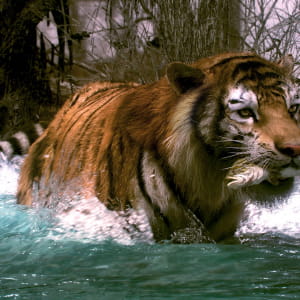 Tiger 3D