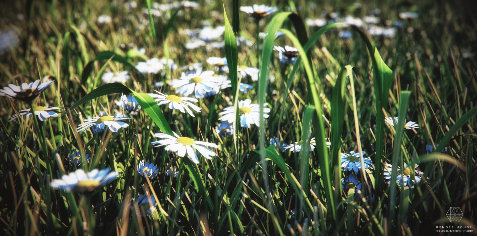 daisy-and-grass