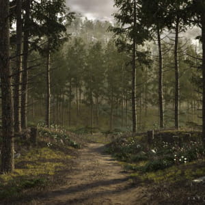 Pine forest path by FT | r