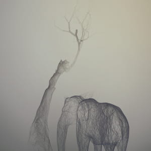 Wireworld - Animals