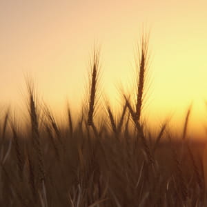 Wheat Field Sunset