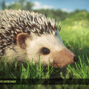 Hedgehog