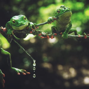 Frog Brothers