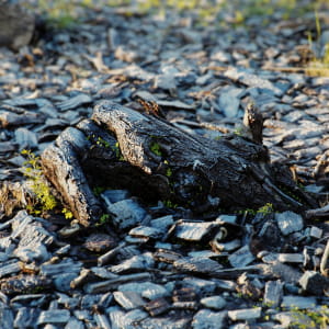 dead tree