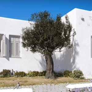 Olive Tree