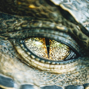 Osometolec Dragon Portrait