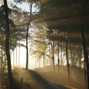 Light party in the forest