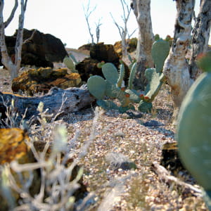 Desert Life
