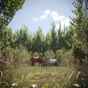 Horses In forest