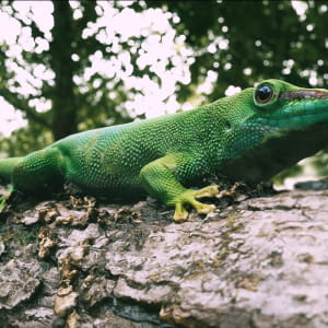 ''Green Gecko CG''
