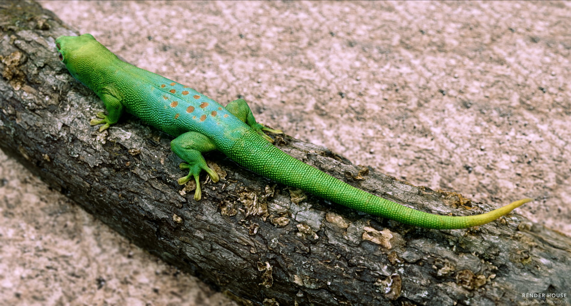-green-gecko-cg-