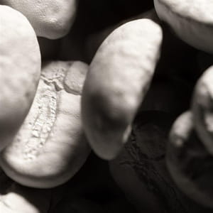 3D Scanned Coffee beans