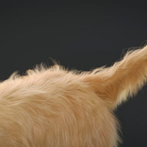 Grooming for dog. Ornatrix (2019)