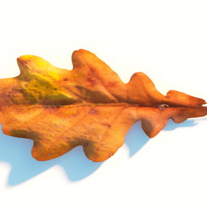 Freebies: Acorn Autumn Leaves