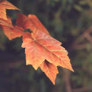 The leaves are a sign of life.