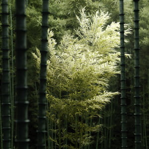 Bamboo