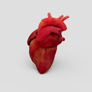  Human Heart