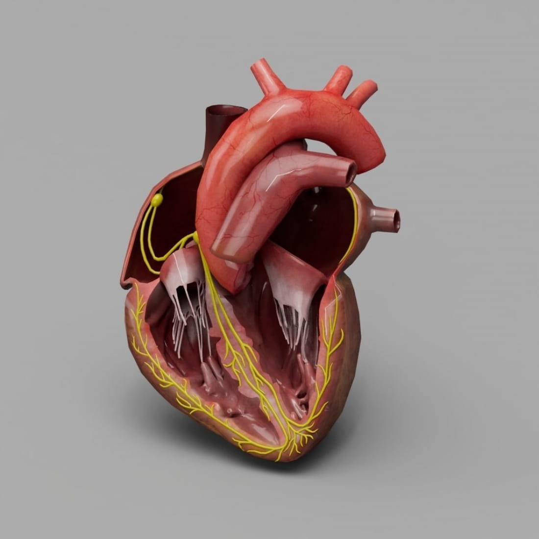-human-heart