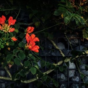 The Boundary Wall - Concept 3D Animation