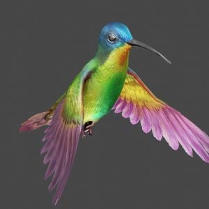 humiing bird