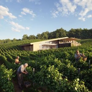 Among the vineyards. Italy