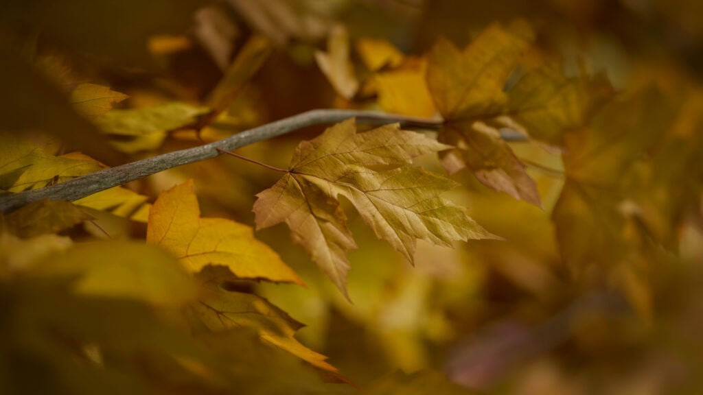 AM298 3840x2160 render 02 Building Nature in 3D: How Scanned Trees Bring Realism