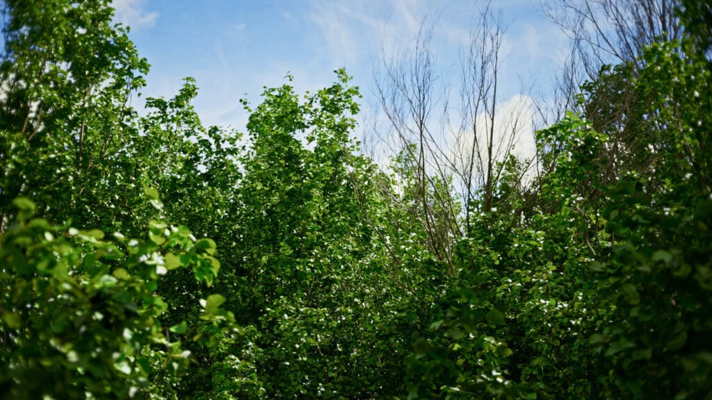 AM298 3840x2160 render 03 Building Nature in 3D: How Scanned Trees Bring Realism