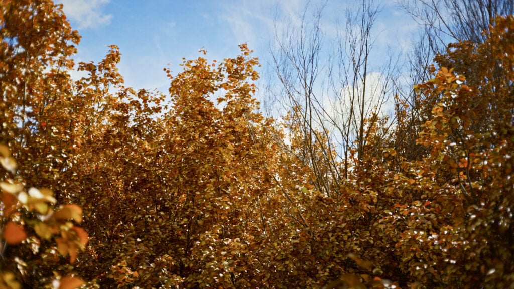 AM298 3840x2160 render 04 Building Nature in 3D: How Scanned Trees Bring Realism