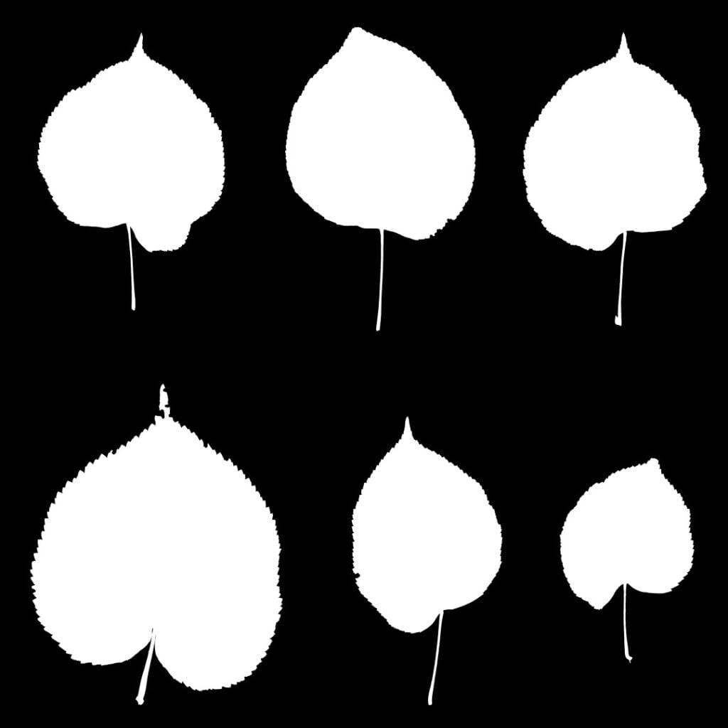 AM299 047 Tilia Leaf 001 Opacity Building Nature in 3D: How Scanned Trees Bring Realism
