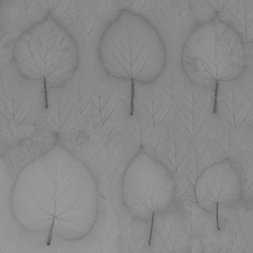 AM299 047 Tilia Leaf 001 Roughness Building Nature in 3D: How Scanned Trees Bring Realism