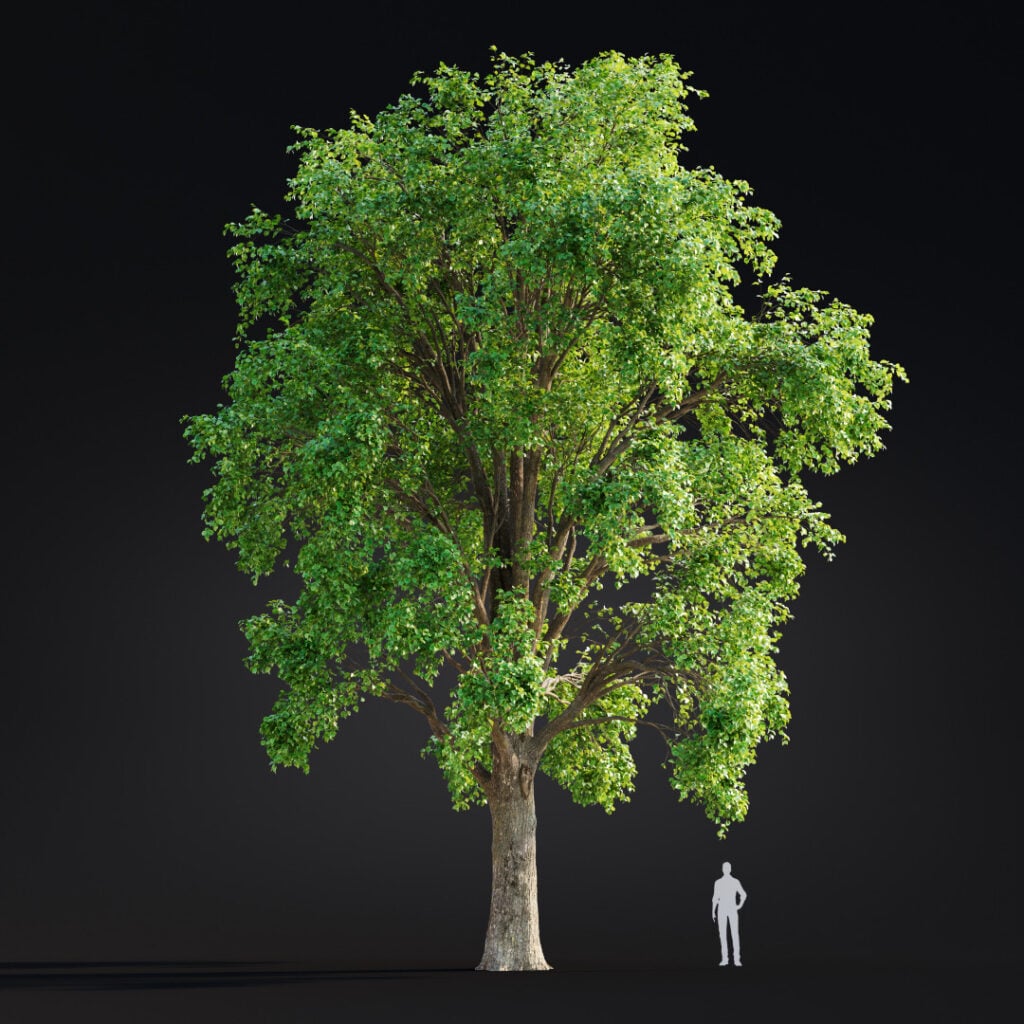AM299 055 Building Nature in 3D: How Scanned Trees Bring Realism