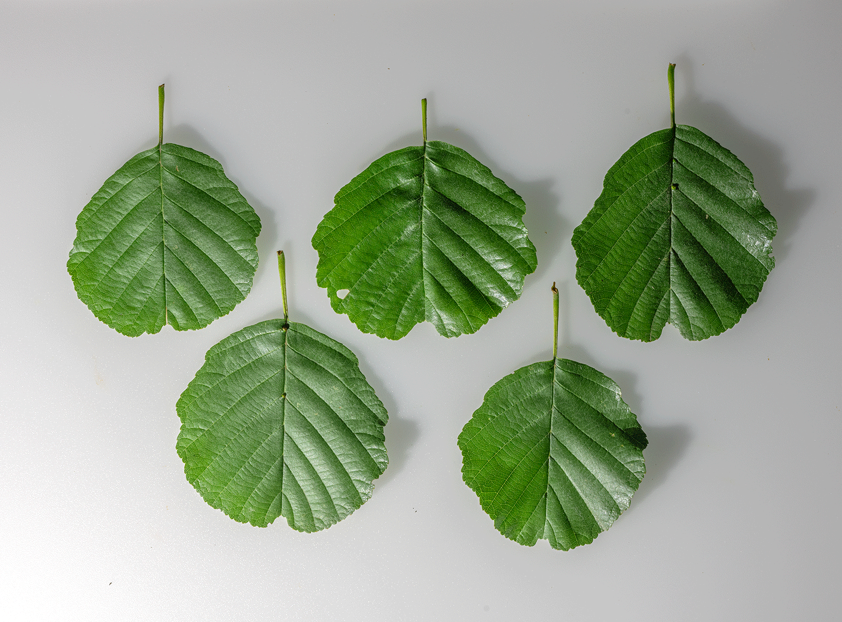 Sputnik Lisc Building Nature in 3D: How Scanned Trees Bring Realism
